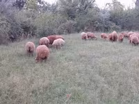 Вівці (партія, стать не вказано), Вівці — фото 1