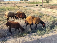 Sheep, Sheep — photo 1