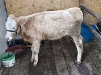 بقرة, Latvian Blue cattle — الصورة 6