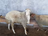 كبش, الأغنام — الصورة 2