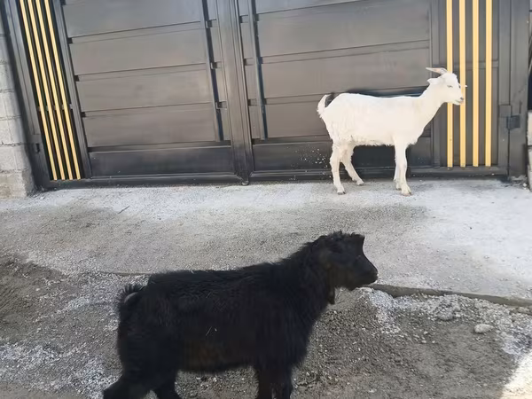 Keçi, Keçilər