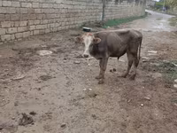 Bull, Cattle — photo 2
