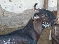Ziegenbock, Beetal goats — Foto 2