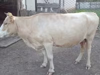 Kuh, Latvian Blue cattle — Foto 1