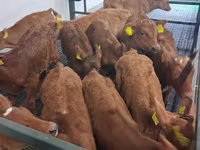 Bull, Simmental cattle — photo 7