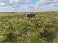 Bulle, Simmental cattle — Foto 2