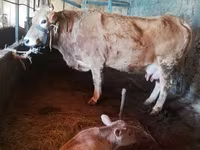 İnək, Latvian Blue cattle — foto 6