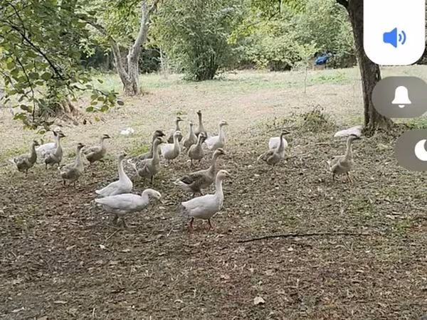 Geese