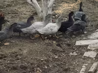 Hausente — Foto 5