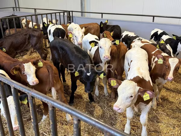 Rinder (Partie, Geschlecht nicht angegeben), Simmental cattle — Polen