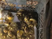 Ducks — फ़ोटो 1