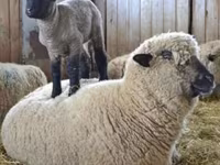 كبش, Hampshire sheep — الصورة 5