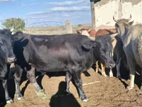 公牛, Kazakh White-headed cow — 照片 4