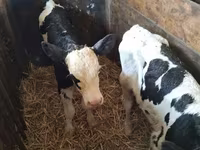 母牛, Russian Black pied cattle — 照片 3