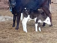 Kuh, Holstein-Rasse — Foto 1