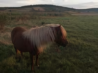 Stute, Australian Pony — Foto 1