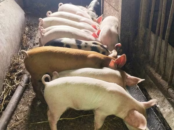 Schweine (Partie, Geschlecht nicht angegeben), Schweine — Kasachstan