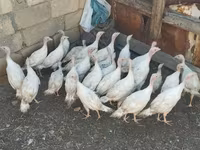 Turkeys — الصورة 4