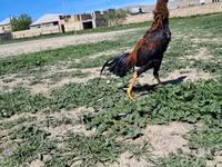 Chickens — Foto 6