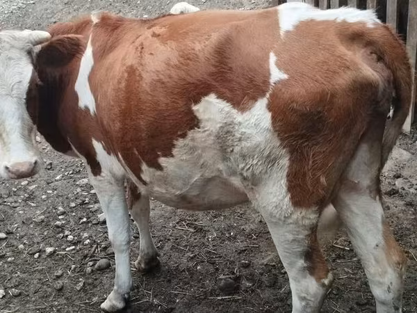 母牛, Simmental cattle