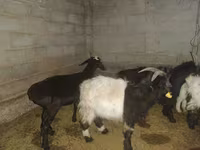 公羊, Sheep — 照片 2
