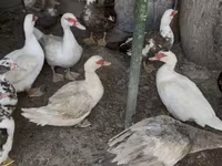 Hausente — Foto 1