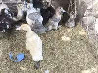 Ducks — foto 2