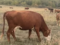 بقرة, Latvian Blue cattle — الصورة 6