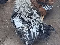 Chickens — Foto 1