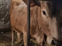 Сиыр, Swiss cattle — 3-сурет