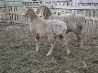 Schaf, Arashan sheep — Foto 4