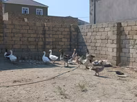 Geese — الصورة 1