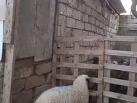 Qoç, Qoyunlar — foto 4
