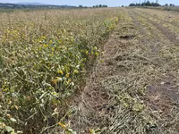 Baloți de lucernă 2026. -65 lei/buc+TVA. Fălești. — Foto 2