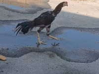 Chickens — फ़ोटो 3