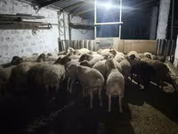 Carnero, Ovejas — foto 6