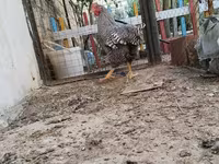 Chickens — 3-сурет