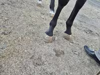 حصان, Thoroughbred horse — الصورة 3