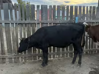 गाय, Simmental cattle — फ़ोटो 4