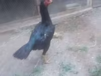 Chickens — foto 6