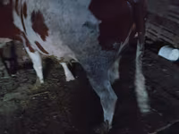 Kuh, Simmental cattle — Foto 1