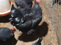 Australorp — 1-rasm