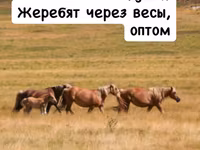 Жеребят через весы любой регион — Foto 5