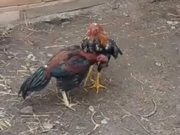 Chickens