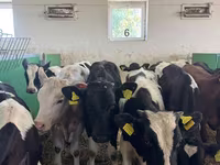 ثور, Russian Black pied cattle — الصورة 4