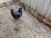 Chickens — الصورة 5