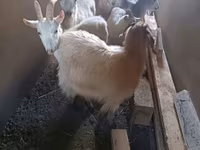 Ziege, Saanen goat — Foto 5