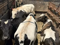 Buğa, Mal-qara — foto 1