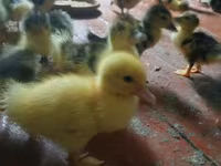 Ducks — Foto 3