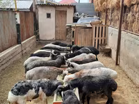 Ram, Sheep — photo 7